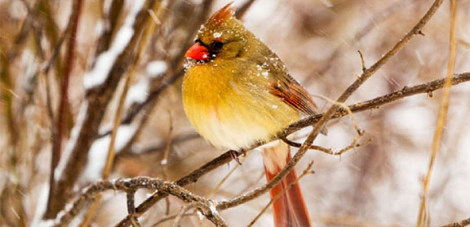 Yellow Bird