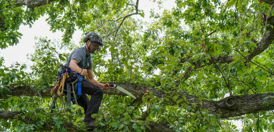 Arborist pruning a swamp white oak