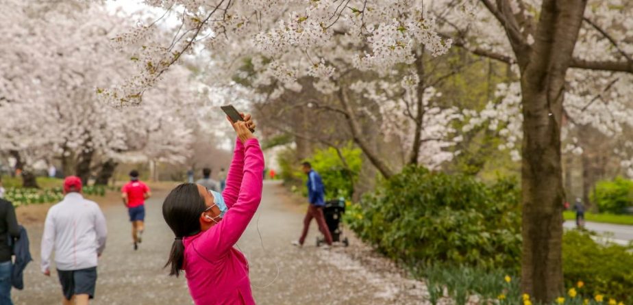 A masked woman photographing cherry blossoms