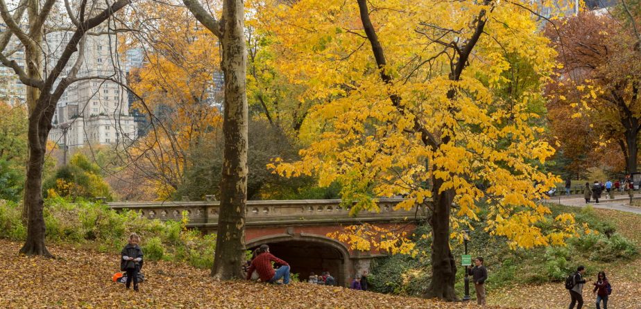 Autumn in Central Park