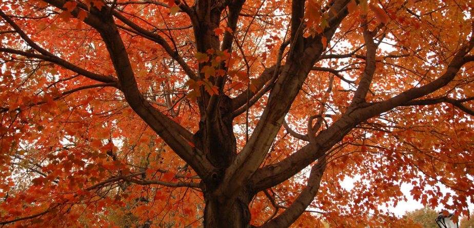 Sugar Maples