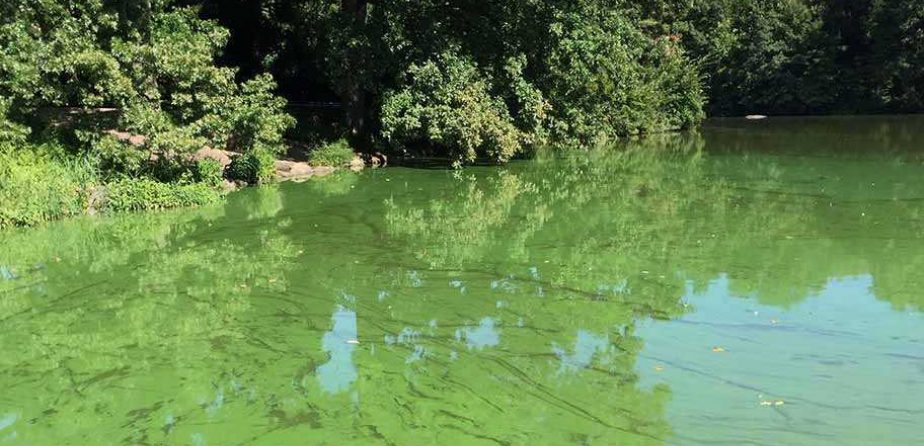 Algal blooms appear as a green film on the Lake
