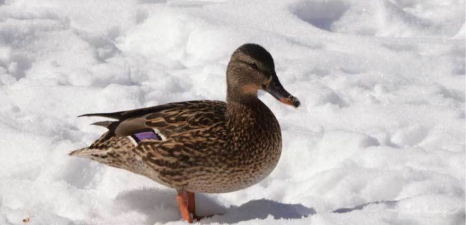 Duck