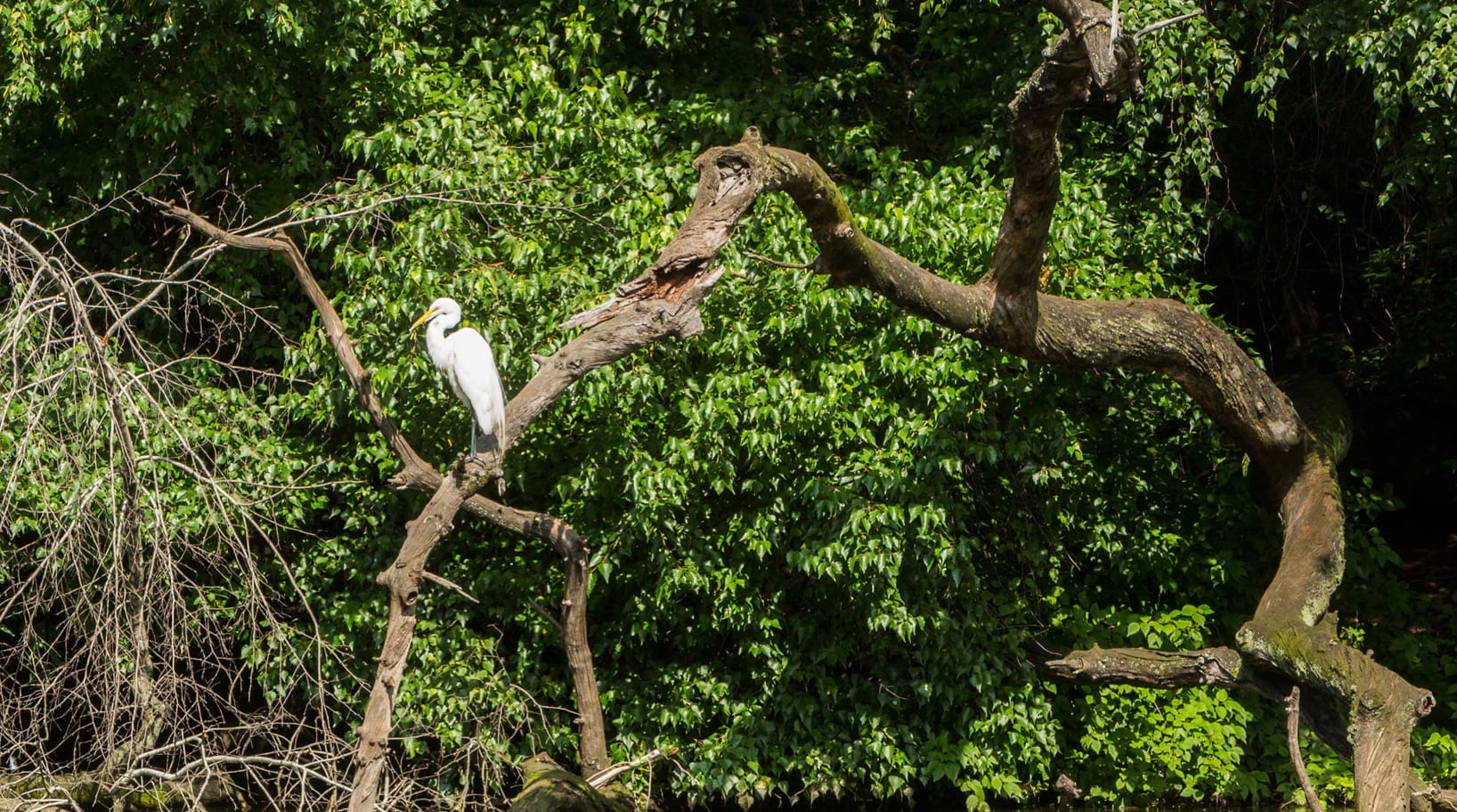 Great Egret