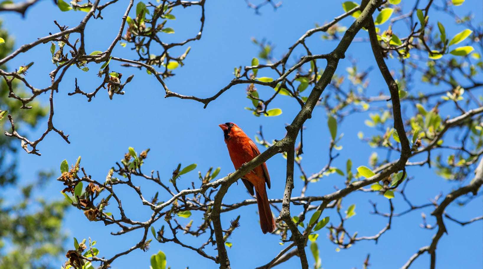 Northern Cardinal