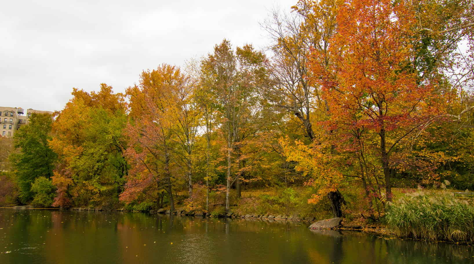 Foliage at the Pool