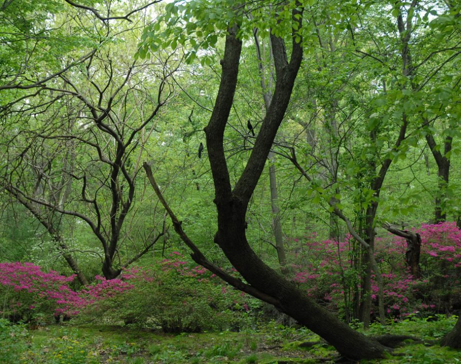 Iphigenes Walk