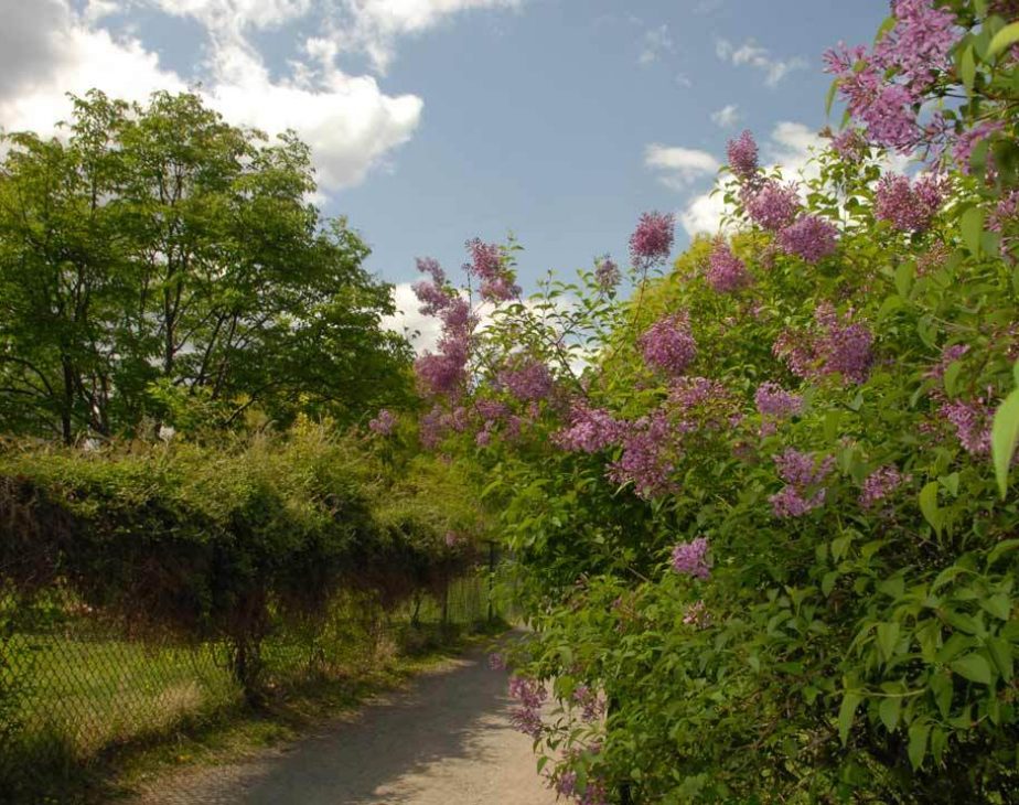 Nell Singer Lilac Walk