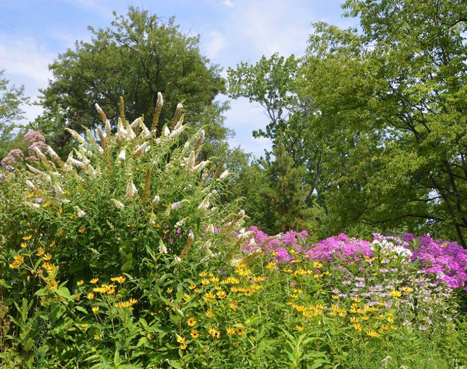 North Meadow Butterfly Gardens