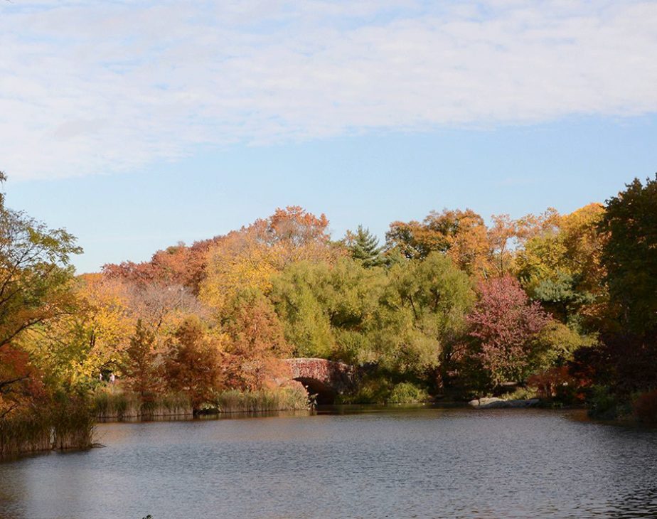 The Pond