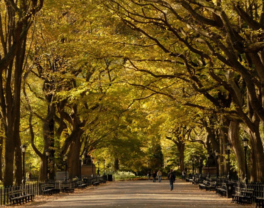A view of the tree-lined Mall