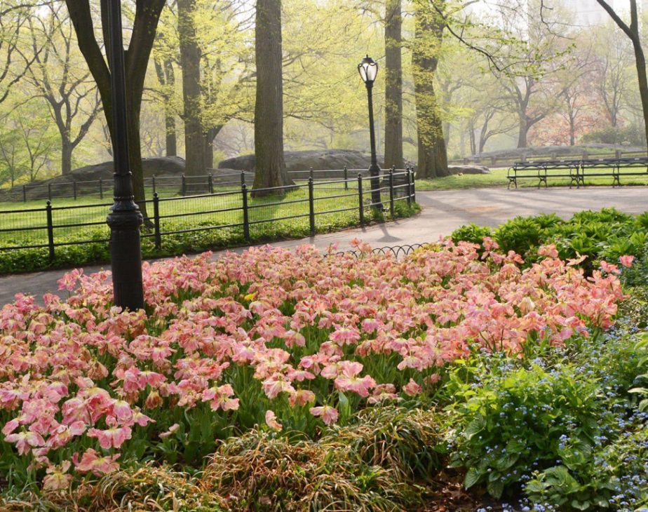 Olmsted Flower Bed