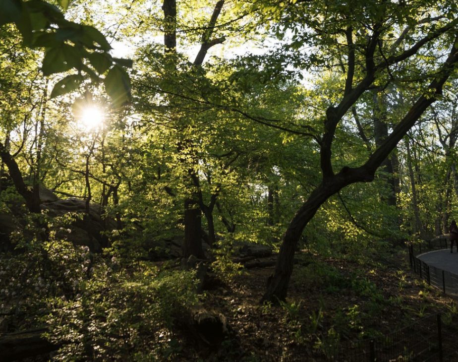 The Ramble Central Park Conservancy
