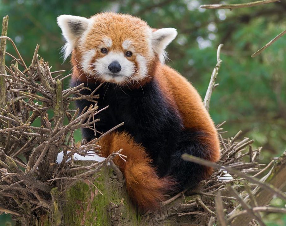 Zoo Panda