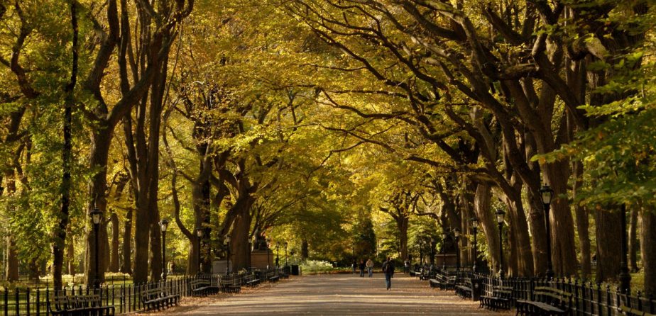 A view of the tree-lined Mall