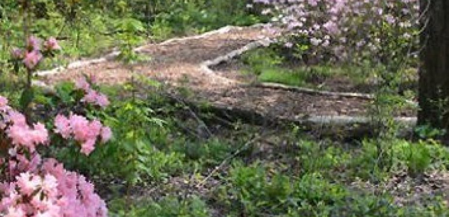 A rustic path through the Hallett Nature Sanctuary