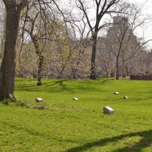 7Th Regiment Memorial Grove