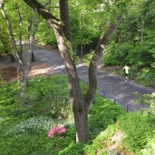 Azalea Walk
