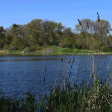 Harlem Meer