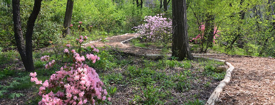 Hallett Nature Sanctuary Central Park Conservancy