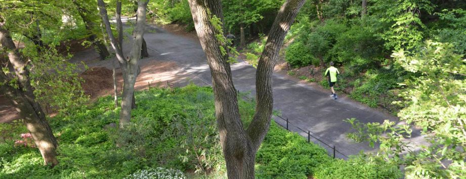 Azalea Walk
