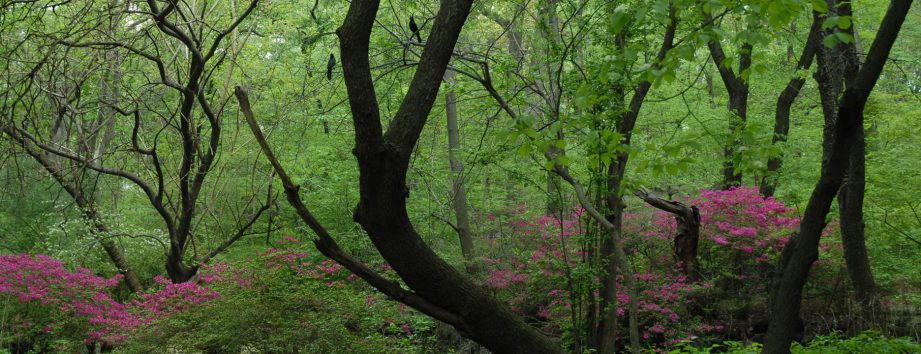 Iphigenes Walk