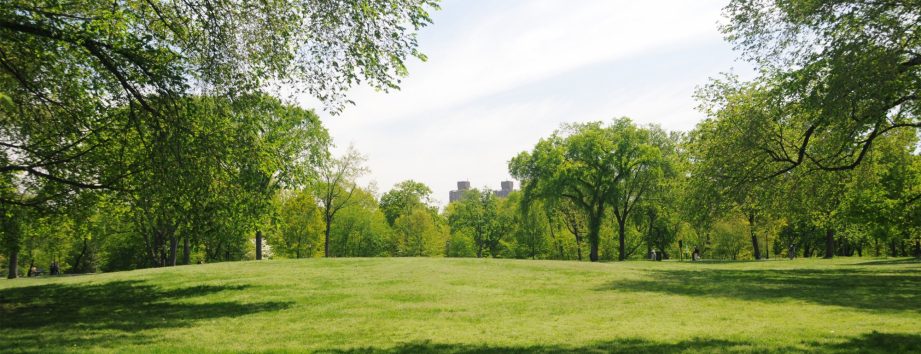 Peter Jay Sharp Children's Glade - Central Park Conservancy