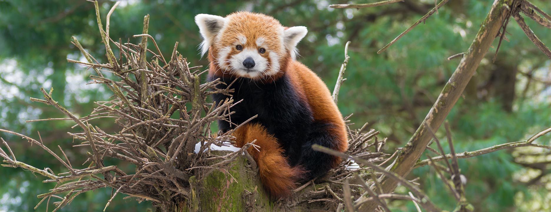Zoo Panda