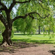 Planned Giving Charitable Lead Trusts