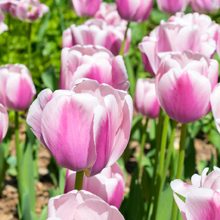 Tulip