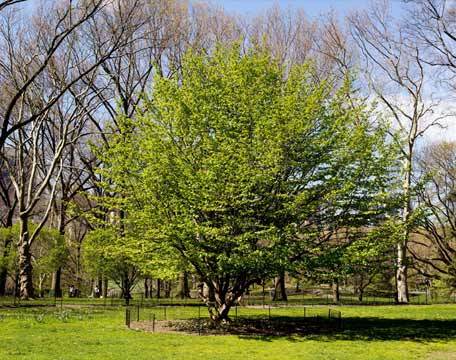 Tree