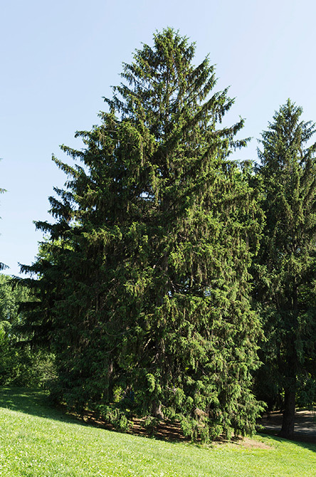 Norway Spruce - Central Park Conservancy