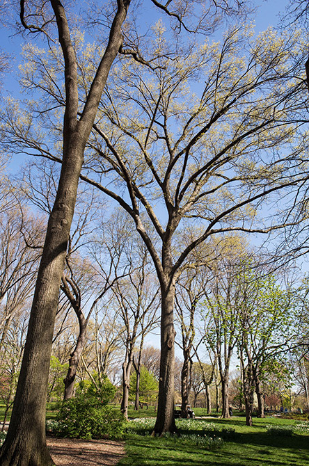 Pin Oak