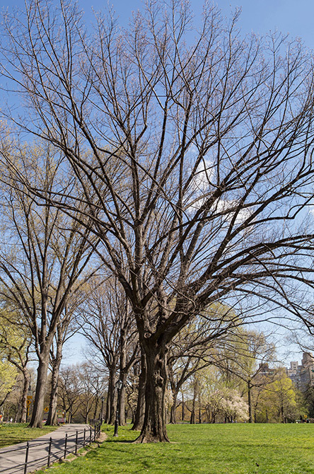 Red Oak