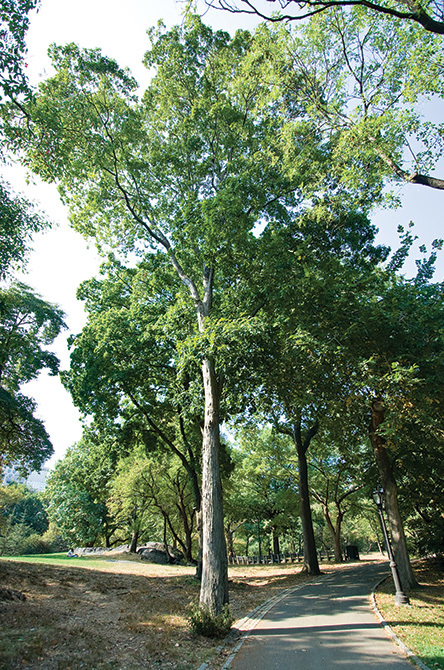 Shagbark Hickory