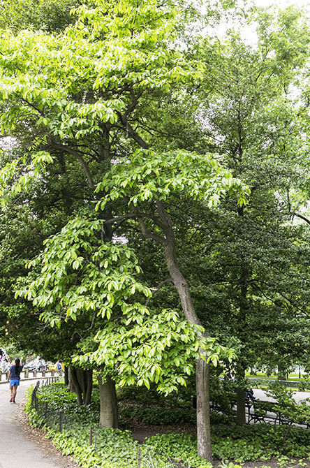 Sourwood - Central Park Conservancy