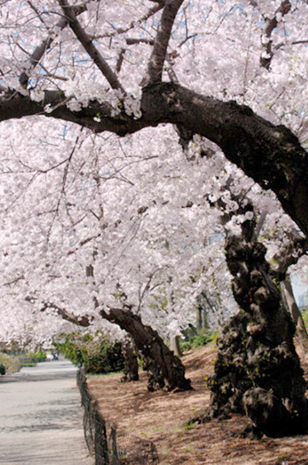 Yoshino Cherry