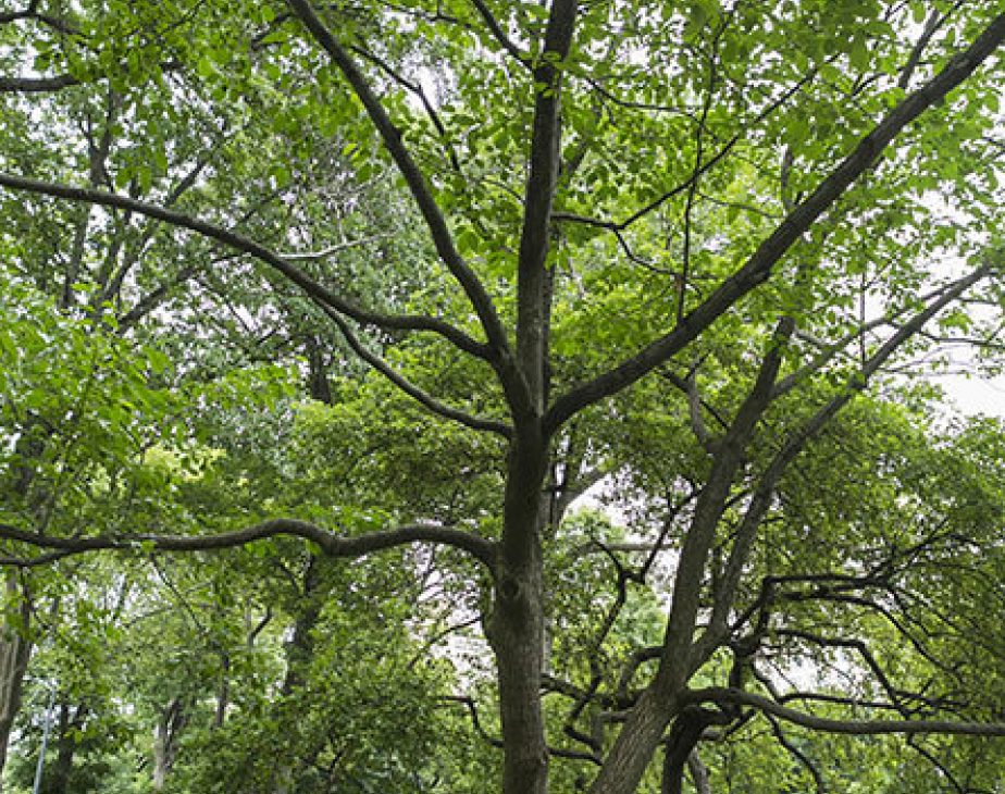 Hardy Rubber Tree Central Park Conservancy