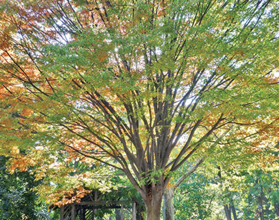 Japanese Zelkova Central Park Conservancy