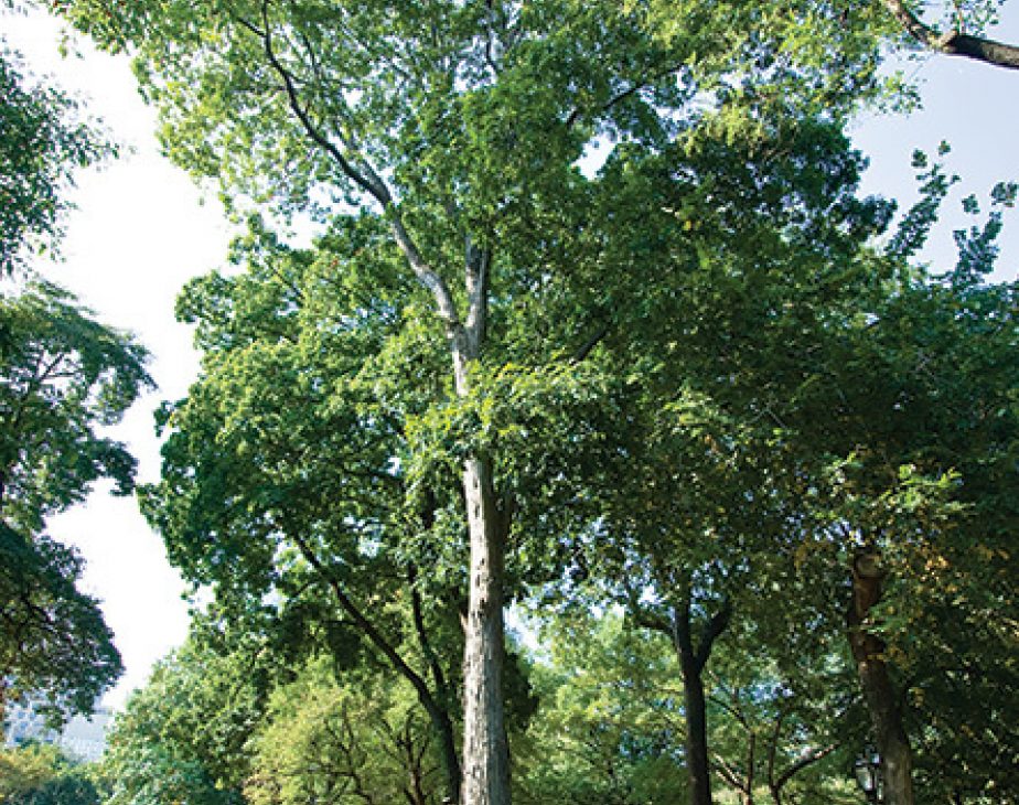 Shagbark Hickory Central Park Conservancy