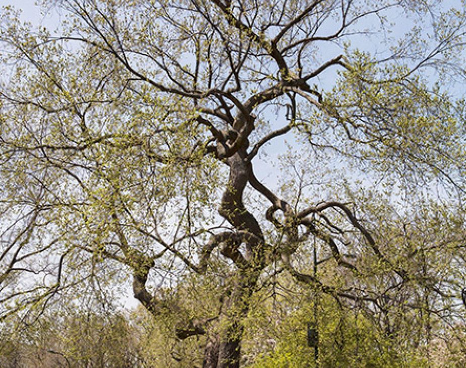 American Elm Central Park Conservancy