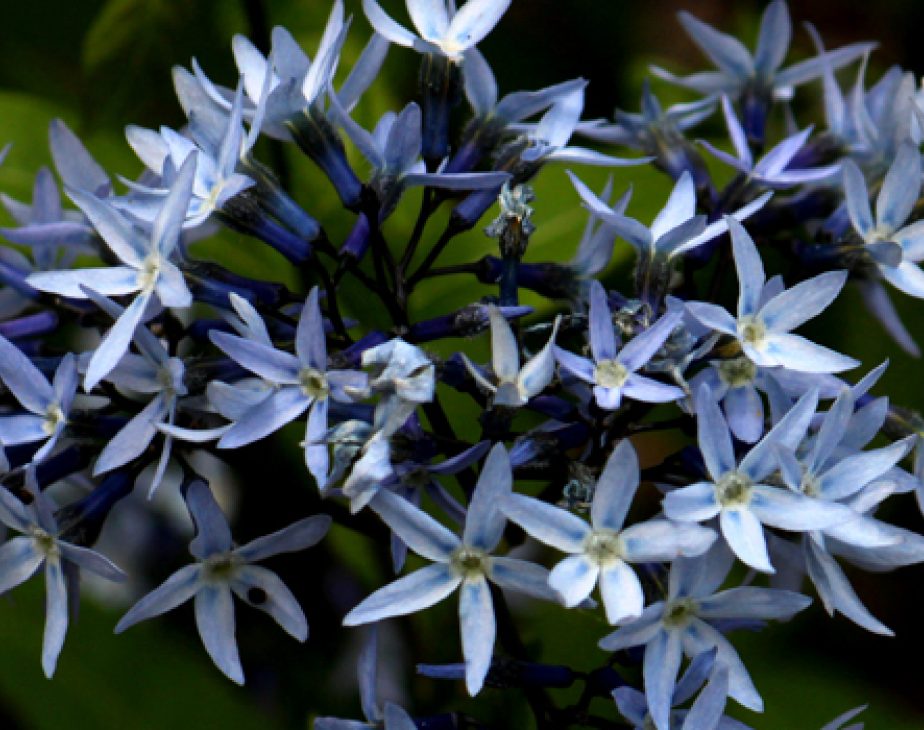 Arkansas Bluestar - Central Park Conservancy