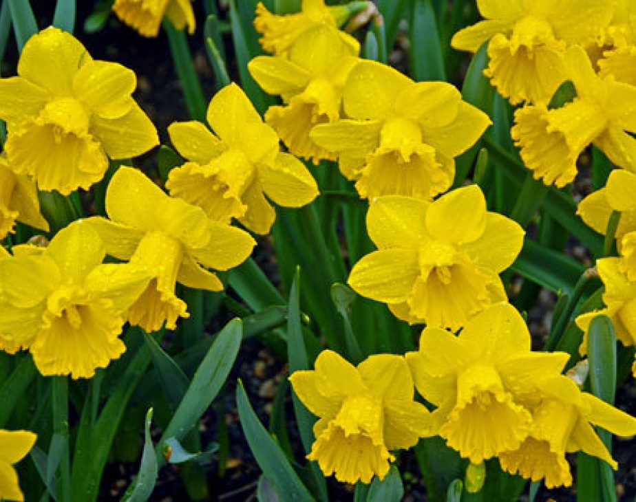 Daffodil Central Park Conservancy