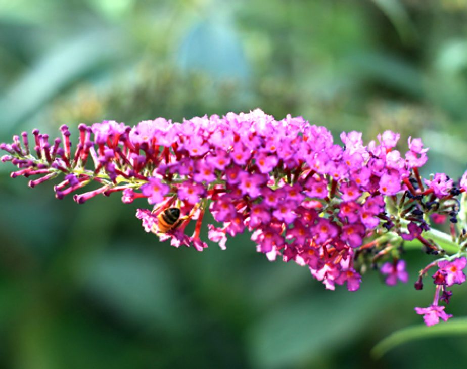 Butterfly Bush Central Park Conservancy