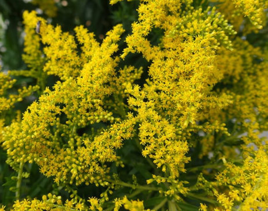 Canada Goldenrod Central Park Conservancy