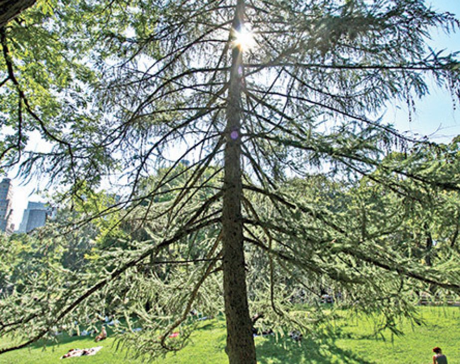 European Larch Central Park Conservancy
