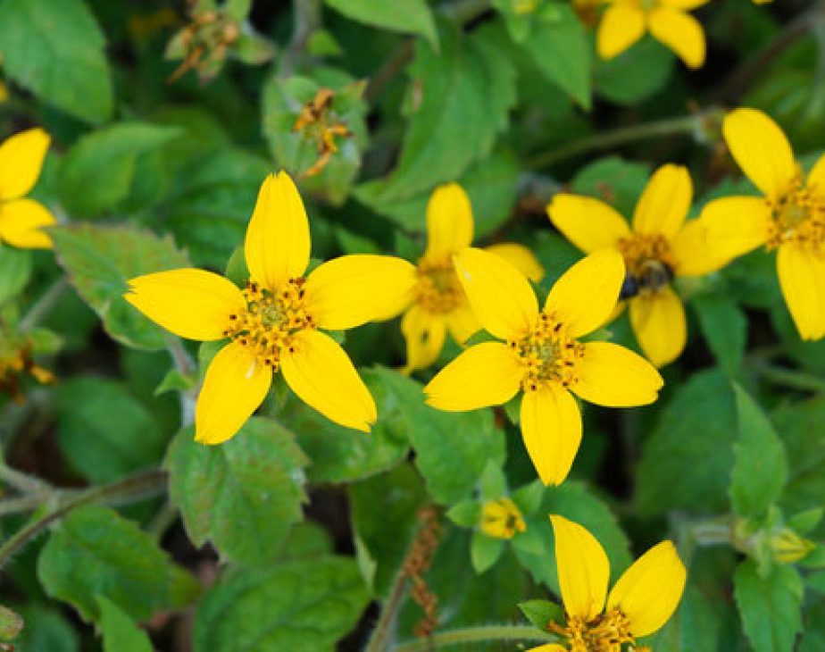 Green and Gold Central Park Conservancy