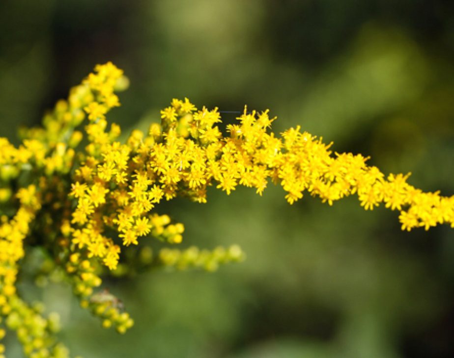 Rough Goldenrod Central Park Conservancy