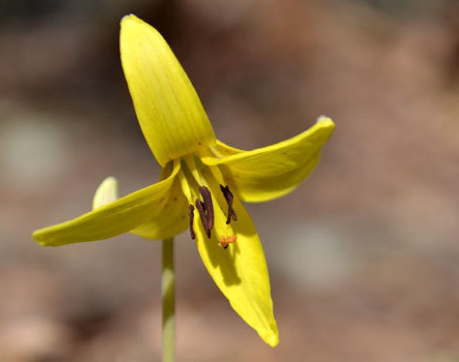 Trout Lily Central Park Conservancy