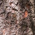 Norway Spruce Bark